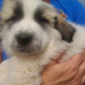 Meet your Posher, Shannan